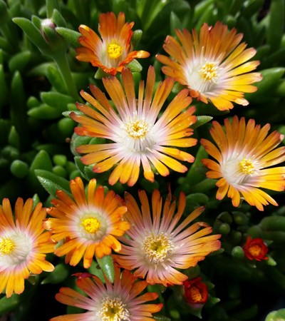 Ice Plant Jewel of Desert Topaz